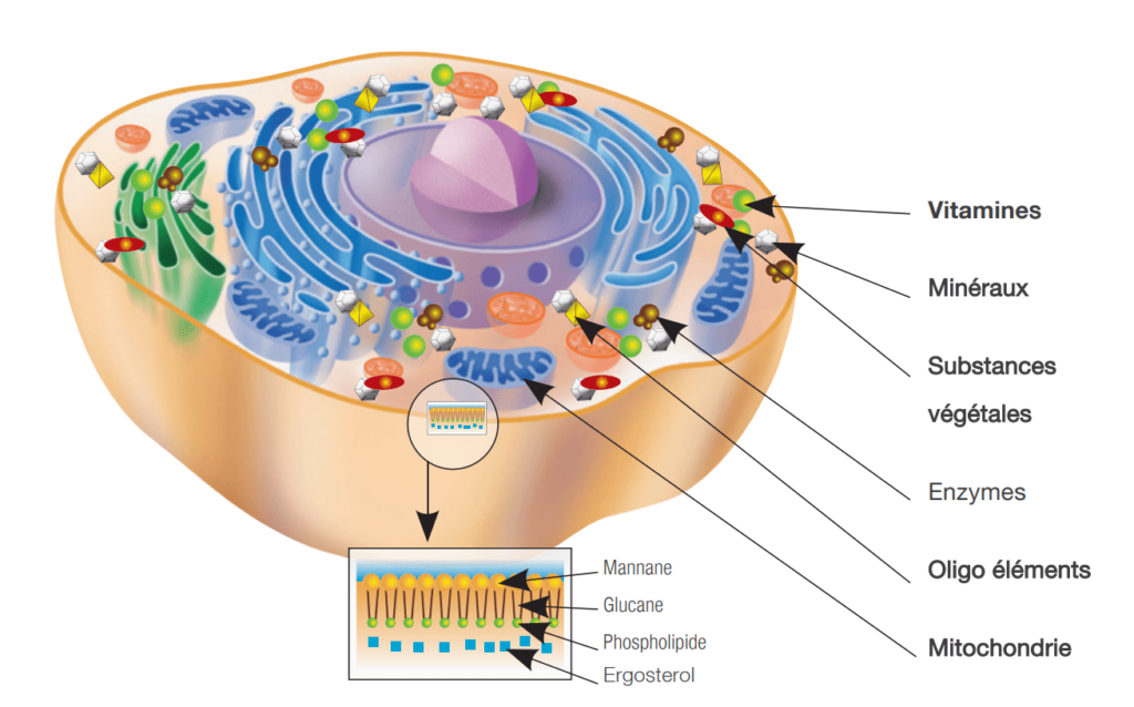 Cellules de levure enzymatique Dr. Wolz