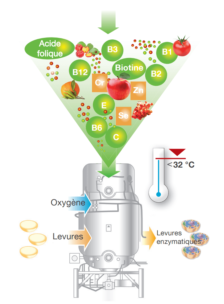 Cellules enzymatiques immunité naturelles dr wolz vitalite energie celloxygène immunocomplexe